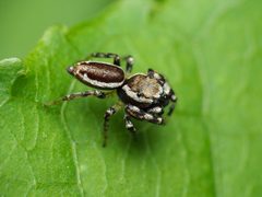 Pelegrina proterva 110877395 by Katja Schulz. Used under a CC BY 4.0 license.