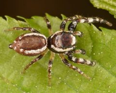 Pelegrina proterva 34611010 by skitterbug. Used under a CC BY 4.0 license.