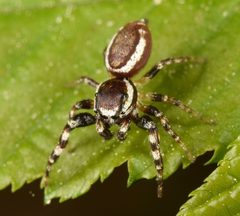 Pelegrina proterva 67442201 by skitterbug. Used under a CC BY 4.0 license.