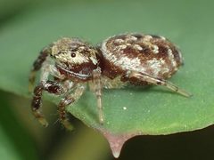 Pelegrina proterva female by Kaldari. Used under a CC0 license.