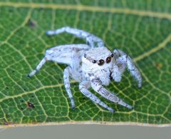 Pelegrina tillandsiae - female by Giff Beaton. Used under a CC BY-SA 4.0 license.