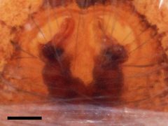 Phanias albeolus epigyne by Kaldari. Used under a CC0 license.