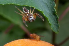 P.harfordi male attacking Drosophila fruit fly by Fresnelwiki. Used under a CC BY-SA 4.0 license.