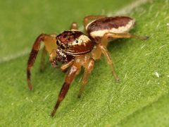 Kaldari Phanias watonus male 02 by Kaldari. Used under a CC0 license.