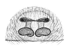 Phanias watonus epigyne Chamberlin and Ivie by Ralph V. Chamberlin and Wilton Ivie. Used under a Public domain license.