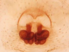 Phanias watonus epigyne in clove oil by Kaldari. Used under a CC0 license.