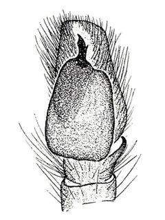 Phanias watonus pedipalp Chamberlin and Ivie by Ralph V. Chamberlin and Wilton Ivie. Used under a Public domain license.