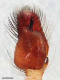 Phanias watonus pedipalp ventral by Kaldari. Used under a CC0 license.
