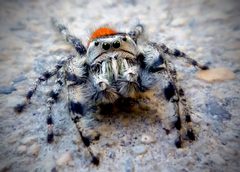 California Phidippus by Mitchel from West Los Angeles. Used under a CC BY 2.0 license.
