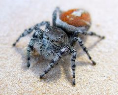 Phidippus adumbratus 2538768 by Pat Farris. Used under a CC BY 4.0 license.