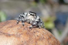 Phidippus adumbratus 51134398 by Lili Hartounian. Used under a CC BY 4.0 license.
