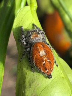 Phidippus adumbratus female by Jengod. Used under a CC BY-SA 4.0 license.