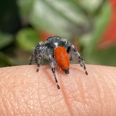 Spinneret of Phidippus adumbratus by Jengod. Used under a CC BY-SA 4.0 license.