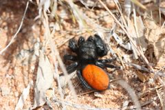Phidippus ardens 19872715 by Andrew Meeds. Used under a CC BY 4.0 license.