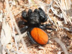 Phidippus ardens 19872715 cropped by Andrew Meeds. Used under a CC BY 4.0 license.