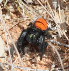 Phidippus ardens 19872747 by Andrew Meeds. Used under a CC BY 4.0 license.