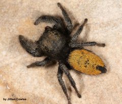 Phidippus ardens 91816555 by jcowles. Used under a CC BY 4.0 license.