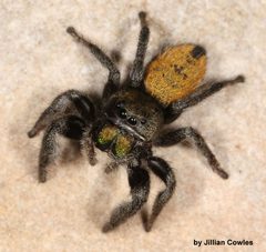 Phidippus ardens 91816610 by jcowles. Used under a CC BY 4.0 license.