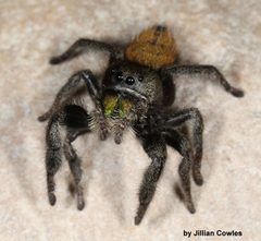 Phidippus ardens 91816676 by jcowles. Used under a CC BY 4.0 license.