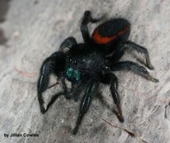 Phidippus ardens 91817249 by jcowles. Used under a CC BY 4.0 license.