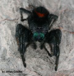 Phidippus ardens 91817272 by jcowles. Used under a CC BY 4.0 license.