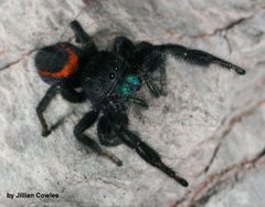 Phidippus ardens 91817307 by jcowles. Used under a CC BY 4.0 license.