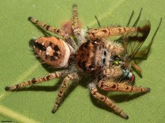 Phidippus arizonensis 1953 by David Hill. Used under a CC BY 2.0 license.