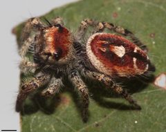 Phidippus arizonensis 2850 by David Hill. Used under a CC BY 2.0 license.