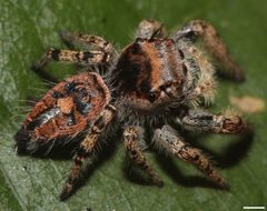 Phidippus arizonensis 3112 by David Hill. Used under a CC BY 2.0 license.