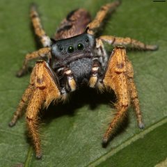 Phidippus arizonensis 4687 by David Hill. Used under a CC BY 2.0 license.