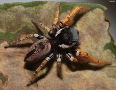 Phidippus arizonensis 4700 by David Hill. Used under a CC BY 2.0 license.