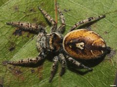 Phidippus arizonensis 8580 by David Hill. Used under a CC BY 2.0 license.
