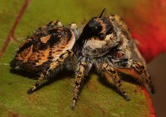 Phidippus arizonensis 8976 by David Hill. Used under a CC BY 2.0 license.