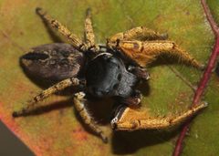 Phidippus arizonensis 9645 by David Hill. Used under a CC BY 2.0 license.