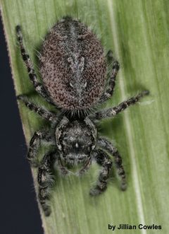 Phidippus asotus 91820542 by jcowles. Used under a CC BY 4.0 license.