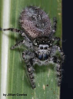 Phidippus asotus 91820582 by jcowles. Used under a CC BY 4.0 license.