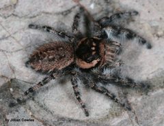 Phidippus asotus 91821068 by jcowles. Used under a CC BY 4.0 license.