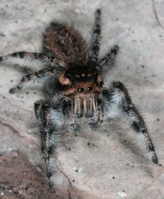 Phidippus asotus 91821117 by jcowles. Used under a CC BY 4.0 license.