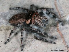 Phidippus asotus 91821159 by jcowles. Used under a CC BY 4.0 license.