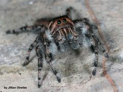 Phidippus asotus 91821186 by jcowles. Used under a CC BY 4.0 license.