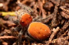 Adult female Phidippus cardinalis dorsal by Salticidude. Used under a CC BY-SA 4.0 license.