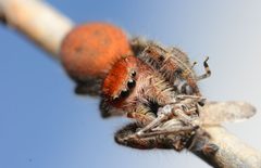 Adult female Phidippus cardinalis face by Salticidude. Used under a CC BY-SA 4.0 license.