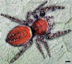 Edwards Phidippus cardinalis 01 by Photographed by G. B. Edwards. Used under a CC BY 3.0 license.