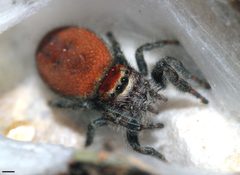 Phidippus cardinalis 1330 by David Hill. Used under a CC BY 2.0 license.