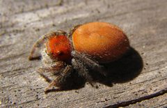 Phidippus cardinalis 6395173 by Gordon C. Snelling. Used under a CC BY 4.0 license.
