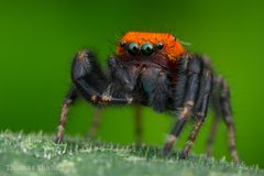 Phidippus cardinalis male - Oklahoma 1 by Thomas Shahan 3. Used under a CC BY 2.0 license.