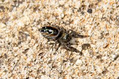 Jumping Spider Phidippus carneus by Paul and Jill. Used under a CC BY 2.0 license.