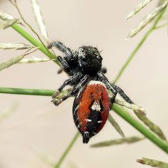 Phidippus carneus 196122 by Katja Schulz. Used under a CC BY 4.0 license.
