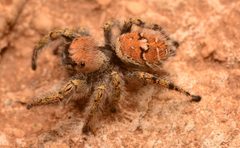 Adult female Phidippus carolinensis dorsal by Salticidude. Used under a CC BY-SA 4.0 license.