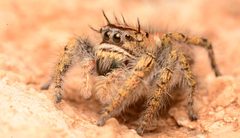 Adult female Phidippus carolinensis face by Salticidude. Used under a CC BY-SA 4.0 license.